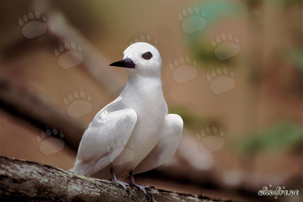 Graceful White Tern on Midway Island
