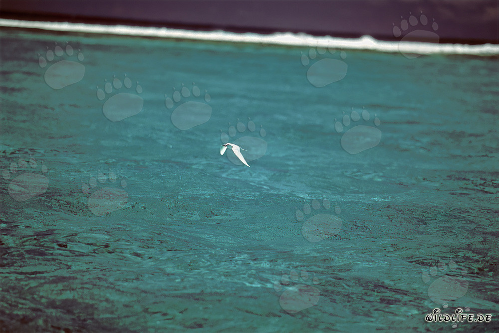 Graciosa golondrina de mar sobre la laguna de Midway