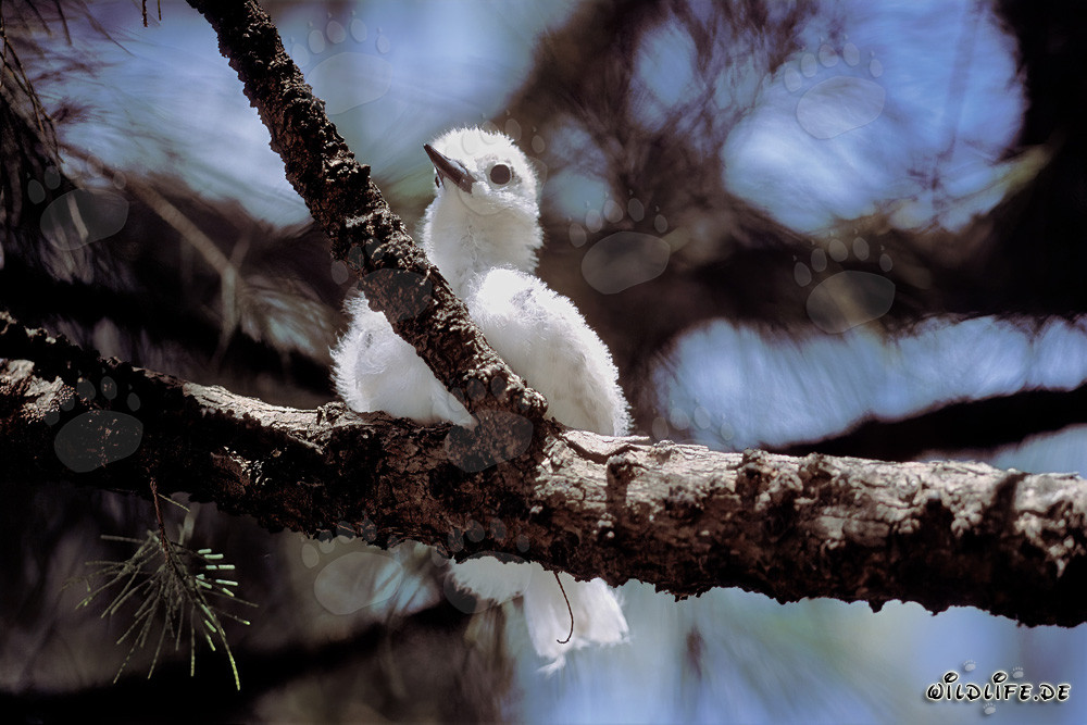 Encantador polluelo de charranes blancos en un árbol