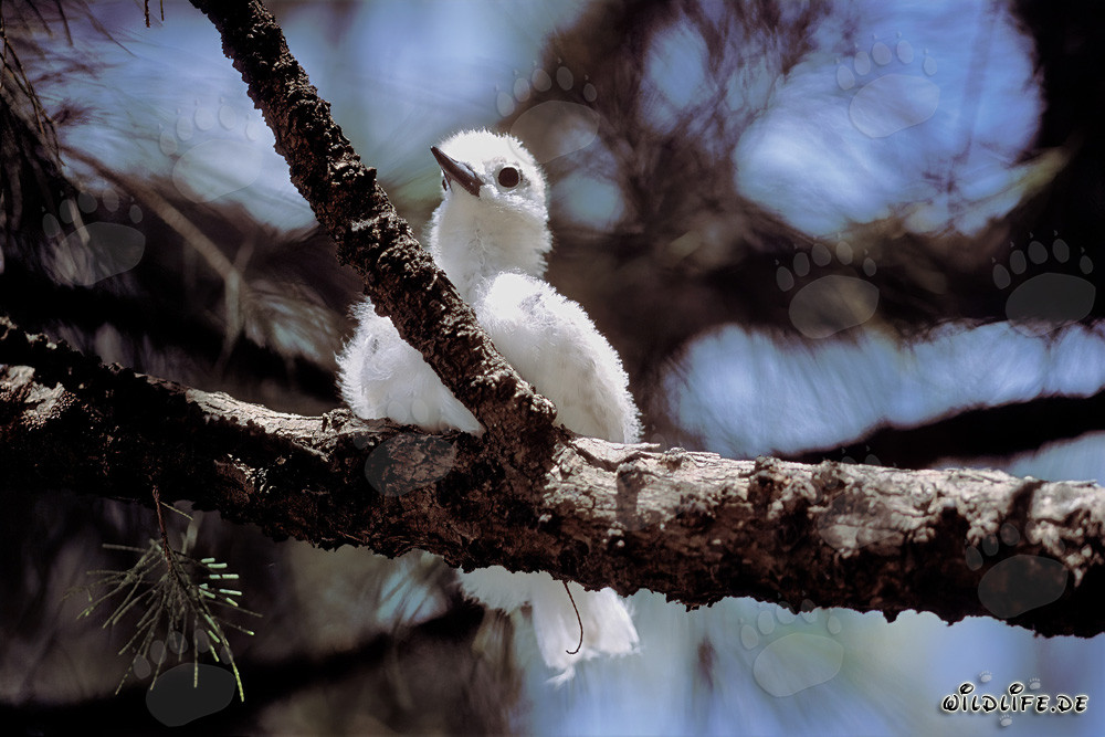 Graceful White Tern Chick perched on a tree
