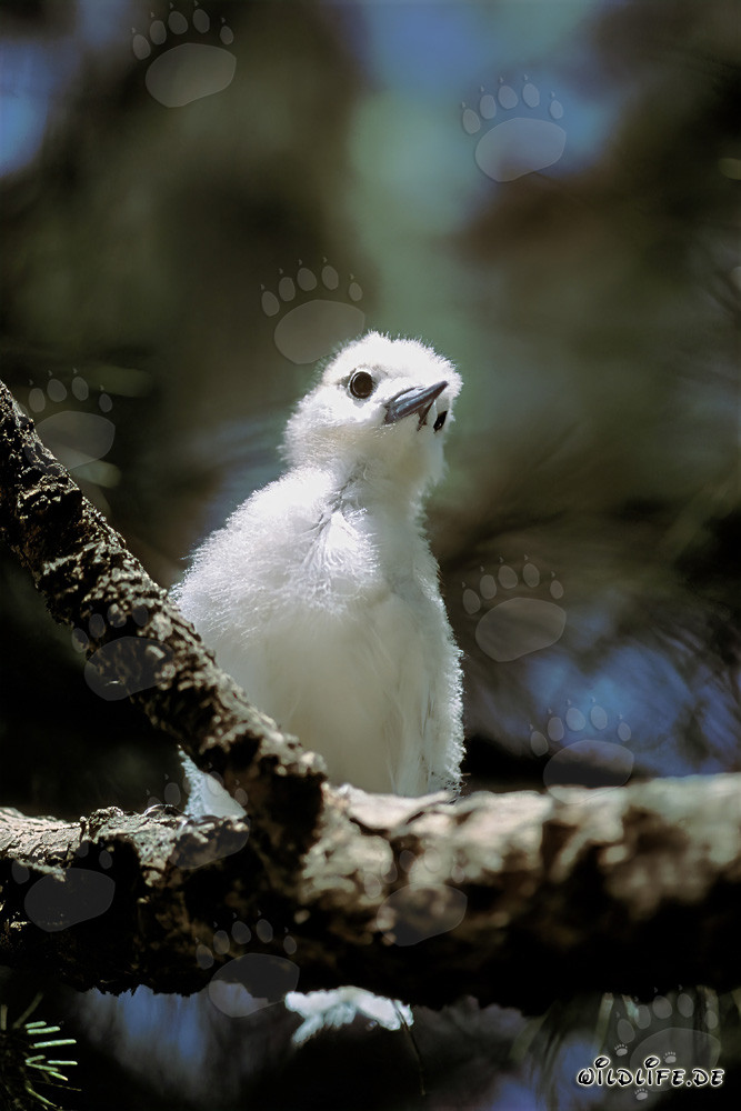 Délicat poussin de Sterne blanche sur un arbre