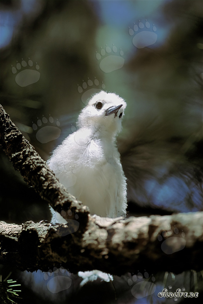 Graceful White Tern Chick perched on a Tree