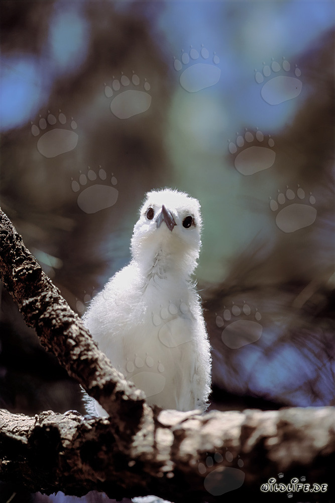 Graceful white tern chick perched on a tree