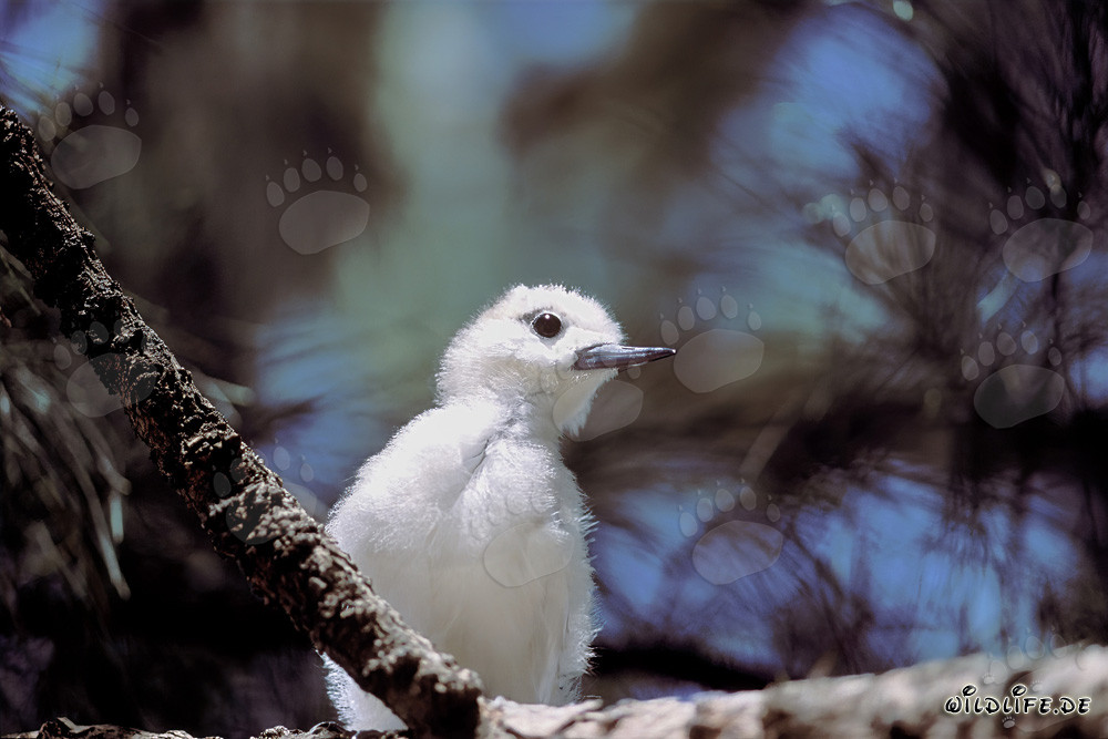 White tern chick curiously observing the surroundings