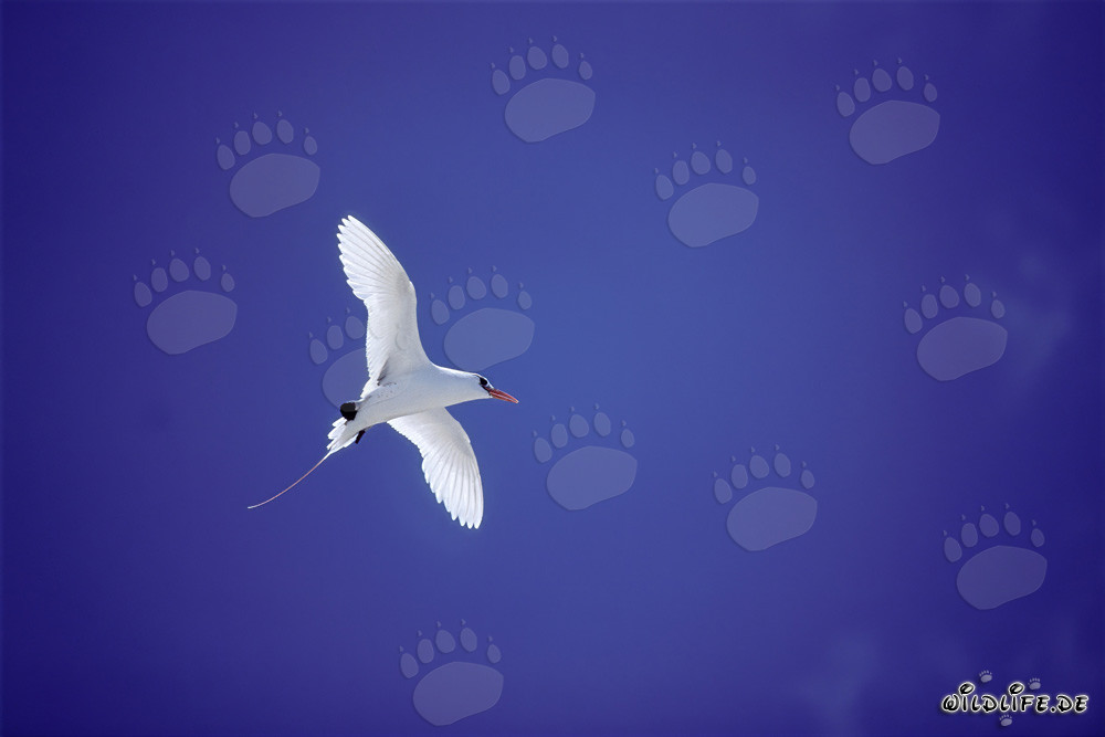 Elegant flying Red-tailed tropicbird in Midway skies