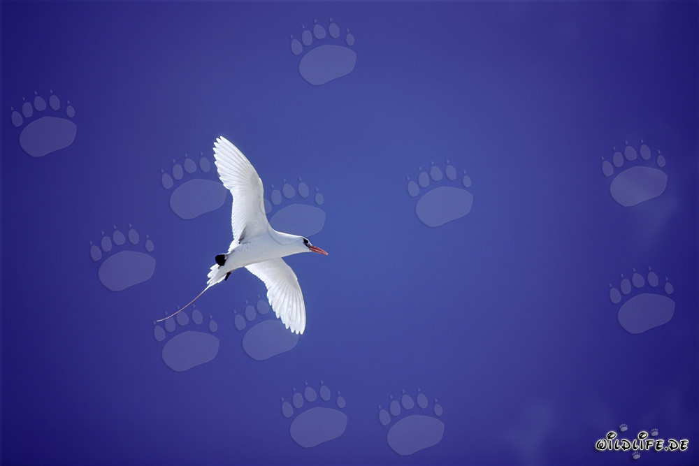 Eleganter Rotschwanz-Tropikvogel im Flug über Midway Himmel