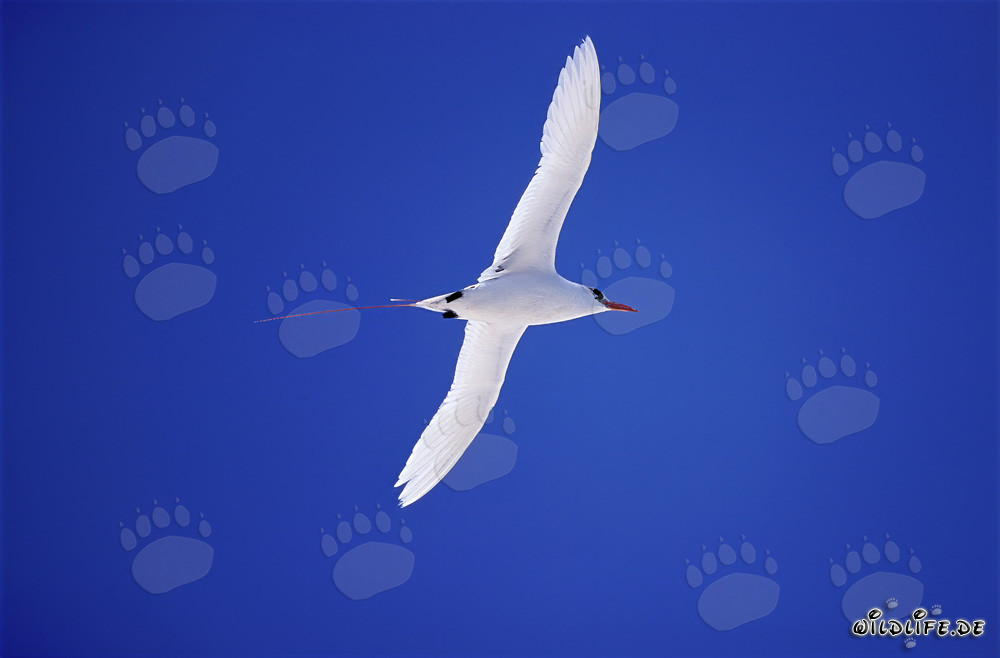 Elegant Red-tailed Tropicbird on Midway Atoll