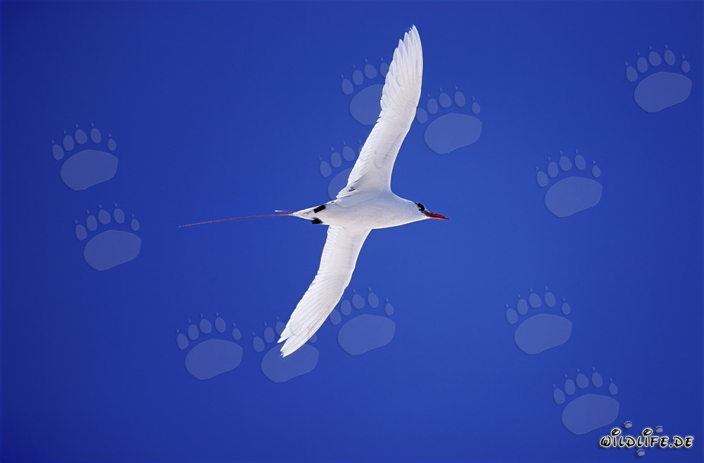 Eleganter Rotschwanz-Tropikvogel auf Midway Atoll