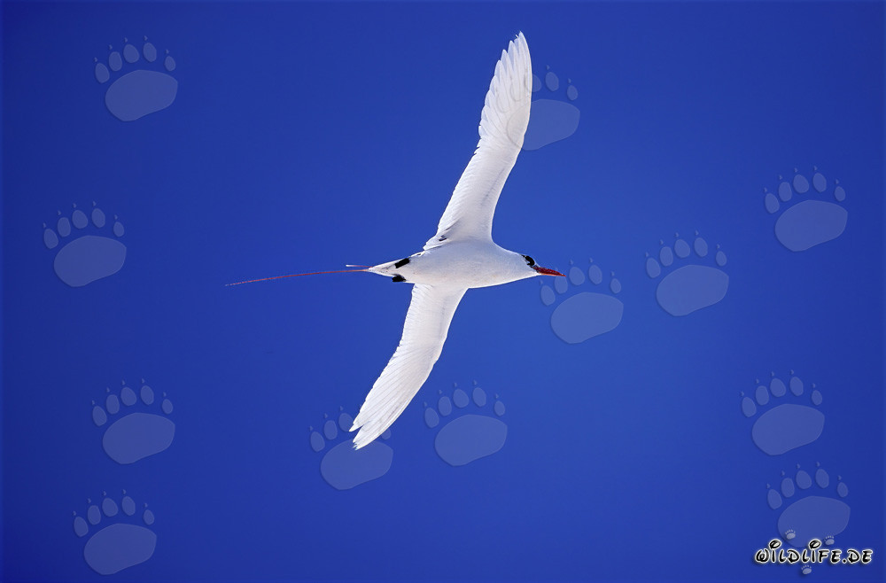 Elegante uccello tropicale dalla coda rossa a Midway Atoll