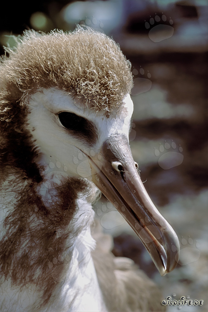 Affascinante giovane albatros di Laysan sull'isola di Midway