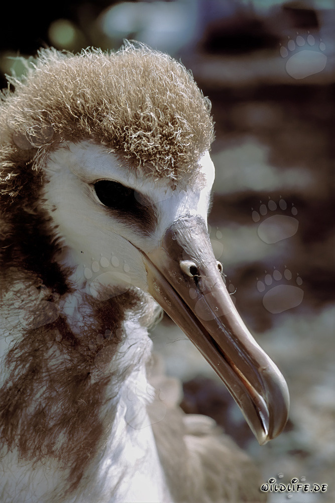 Jeune albatros de Laysan fascinant sur l'île de Midway