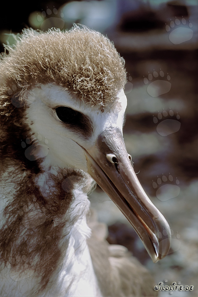 Fascinante joven albatros de Laysan en la isla de Midway