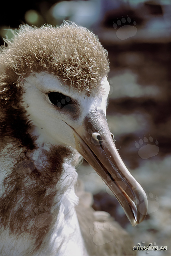 Fascinating young Laysan albatross on Midway Island