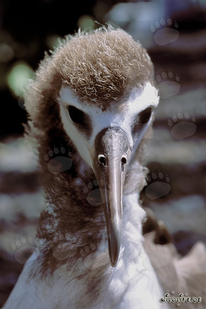 Ritratto affascinante di un giovane albatros di Laysan sulle isole Midway