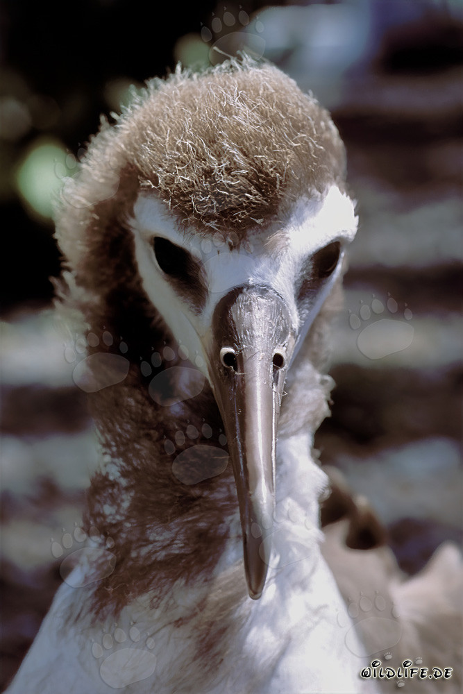 Portrait fascinant d'un jeune albatros de Laysan sur les îles Midway