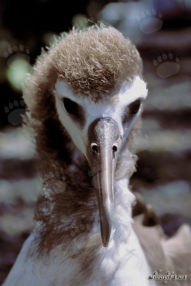 Retrato fascinante de un joven albatros de Laysan en las islas Midway