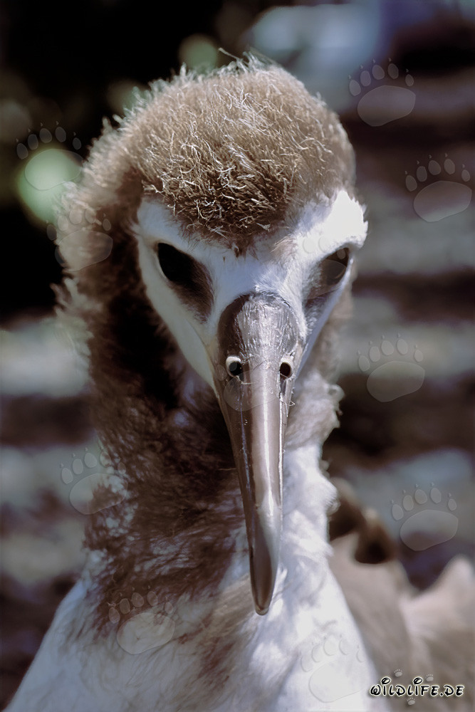 Faszinierendes Porträt eines jungen Laysan-Albatrosses auf den Midway Inseln