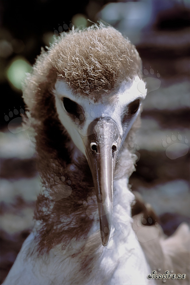 Fascinating portrait of a young Laysan albatross on the Midway Atoll