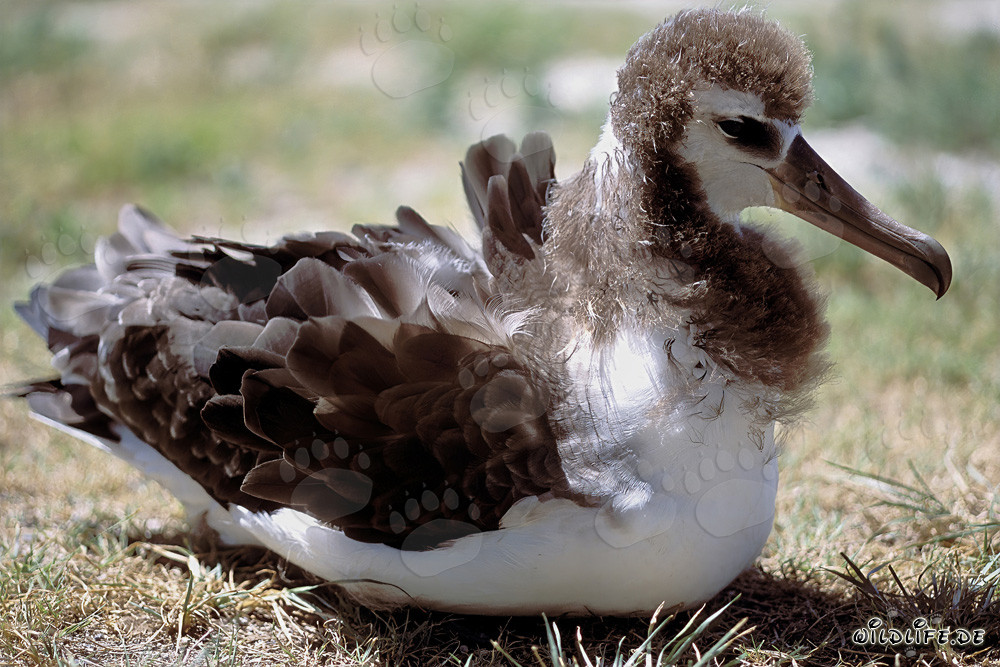 Jeune et fascinant albatros de Laysan à Midway Atoll