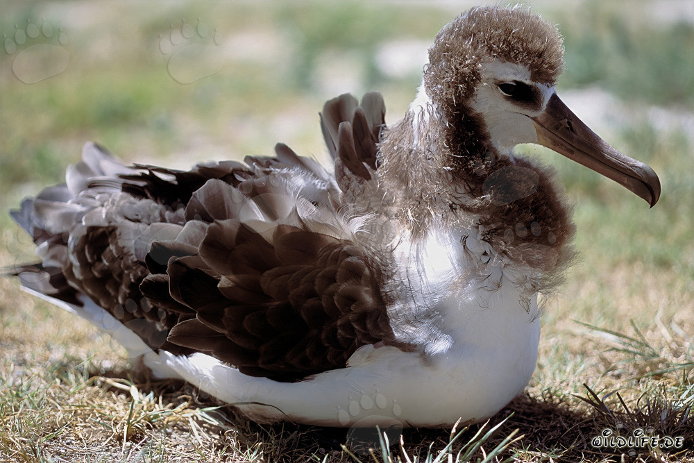Fascinante joven albatros de Laysan en Midway Atoll