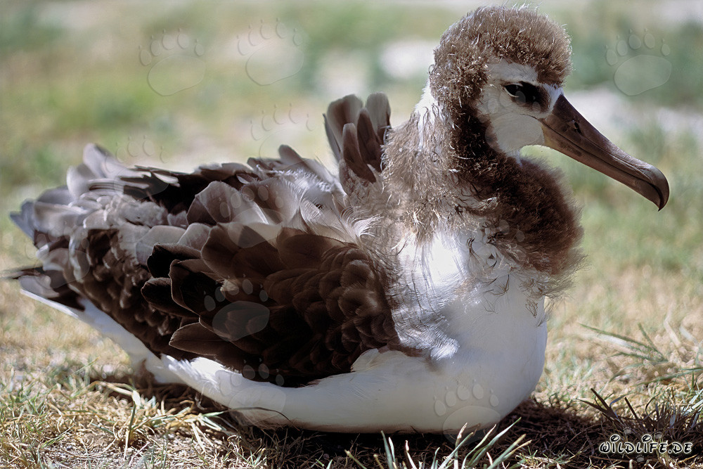 Faszinierender junger Laysan-Albatros auf Midway Atoll