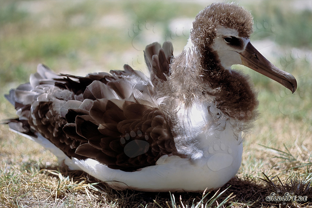Fascinating young Laysan albatross on Midway Atoll