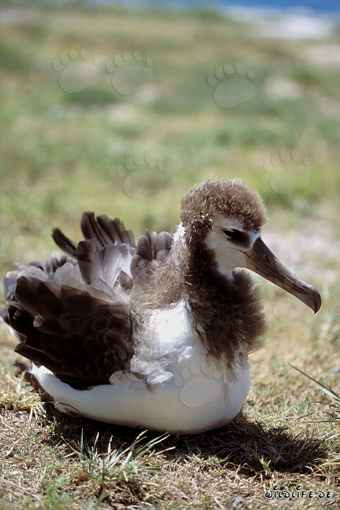 Fascinante joven albatros de Laysan en Midway Atoll en las islas hawaianas
