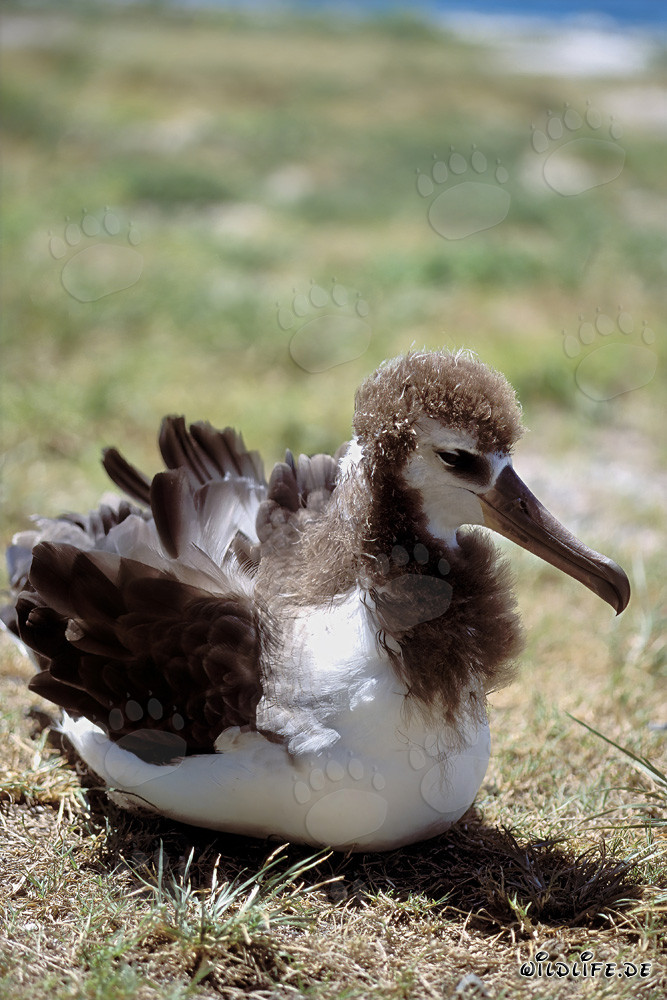 Fascinating Young Laysan Albatross on Midway Atoll in the Hawaiian Islands