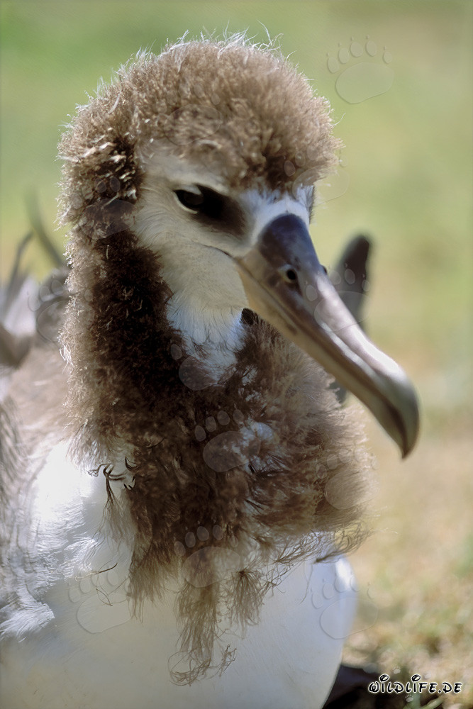 Portrait fascinant d'un jeune albatros de Laysan