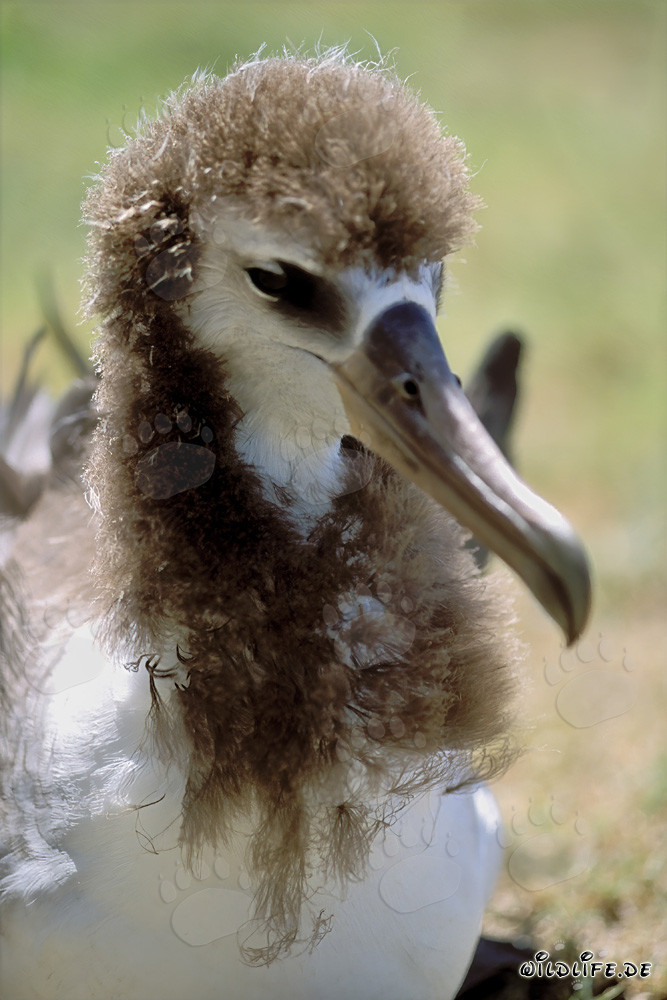 Retrato fascinante de un joven albatros de Laysan