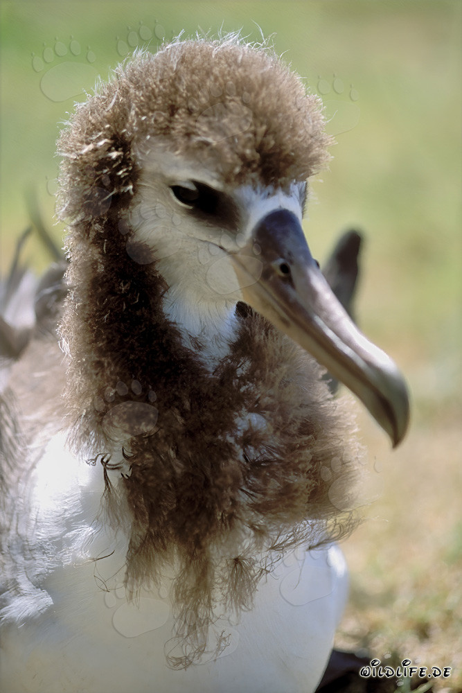 Fascinating portrait of a young Laysan albatross
