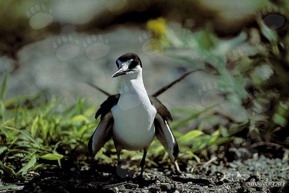 Fascinating Sooty Tern on the ground of Eastern Island