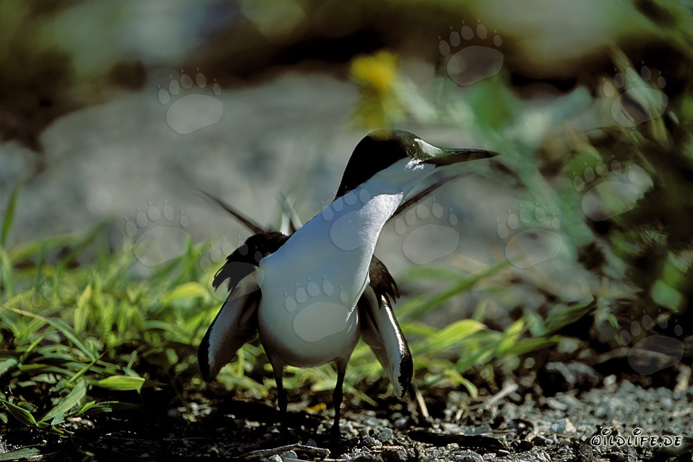 Charrán pardo (Sterna fuscata) descansa en el suelo