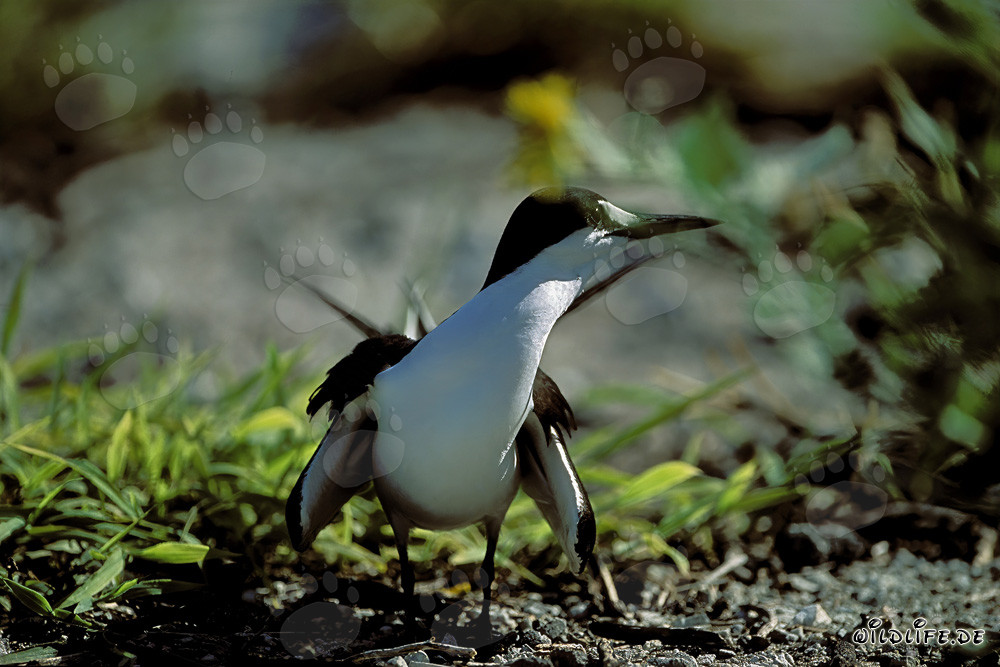 Sooty Tern (Sterna fuscata) resting on the ground
