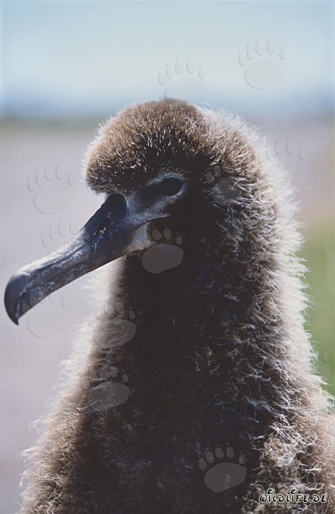 Laysan Albatross chick on Midway Islands