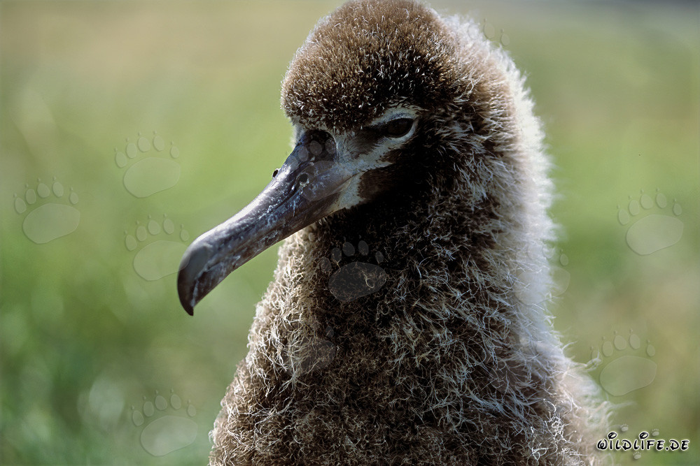 Jeune et fascinant albatros de Laysan à Midway Atoll