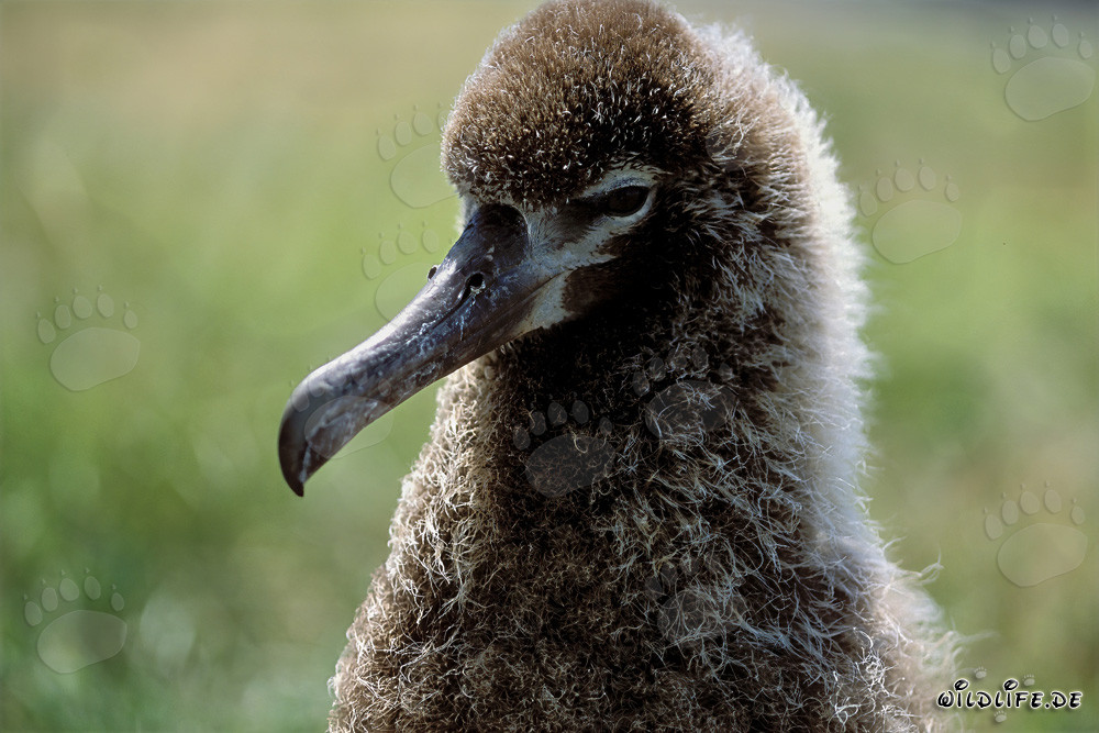 Fascinante joven albatros de Laysan en Midway Atoll