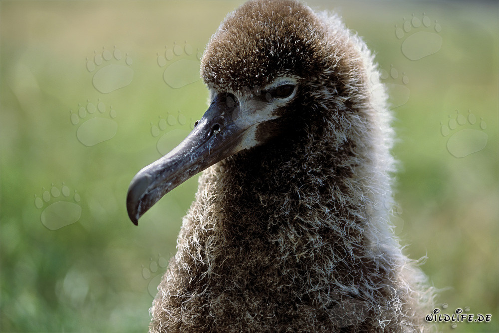 Fascinating young Laysan albatross on Midway Atoll