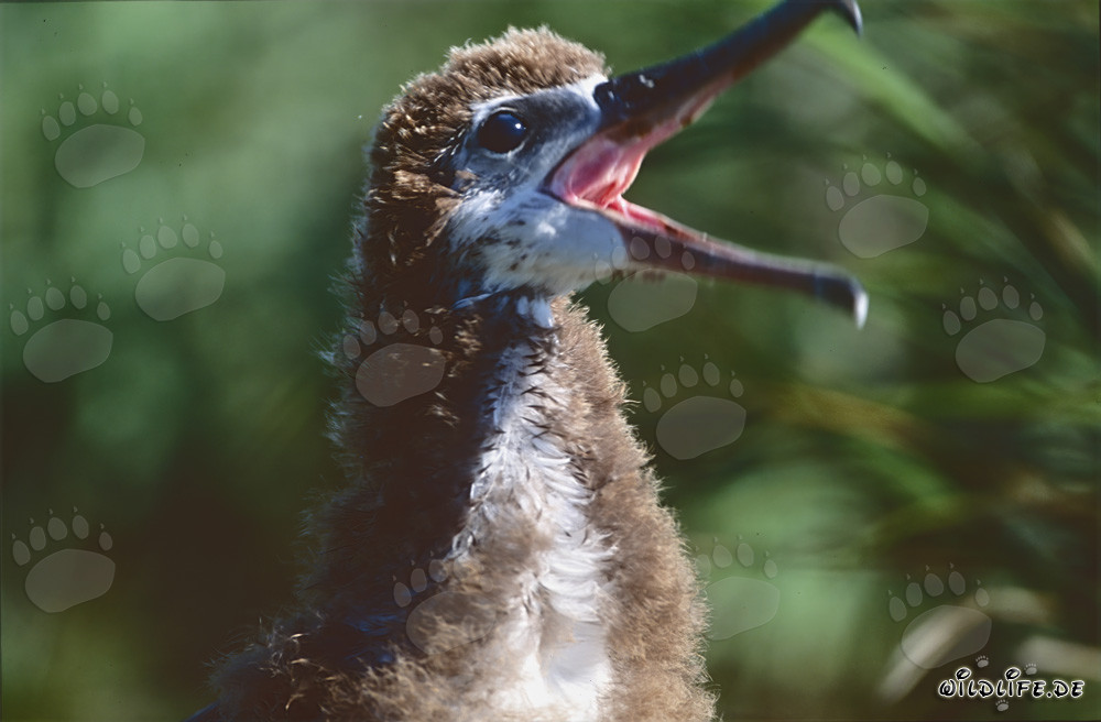 Ritratto affascinante di un giovane albatros di Laysan