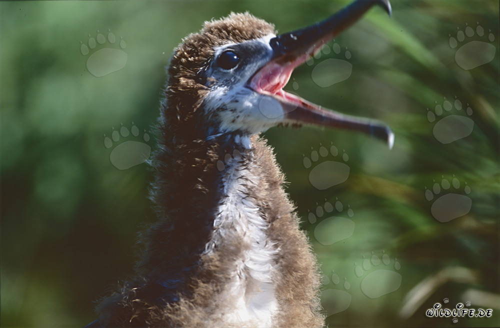 Portrait fascinant d'un jeune albatros de Laysan