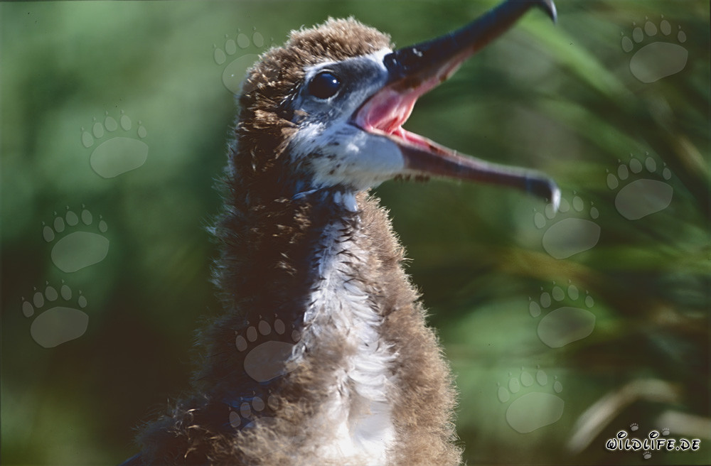 Retrato fascinante de un joven albatros de Laysan