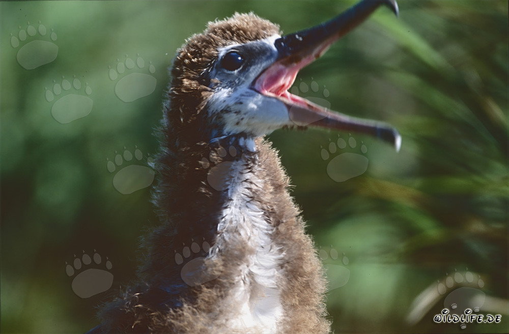 Faszinierendes Porträt eines jungen Laysan-Albatros