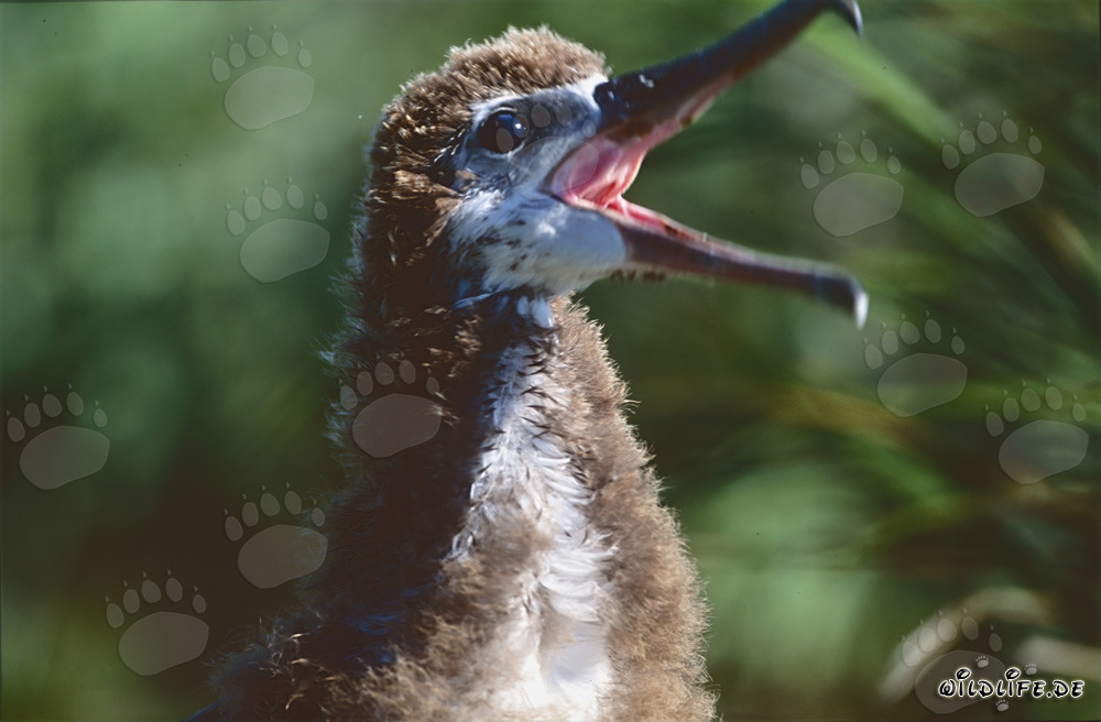 Fascinating portrait of a young Laysan albatross
