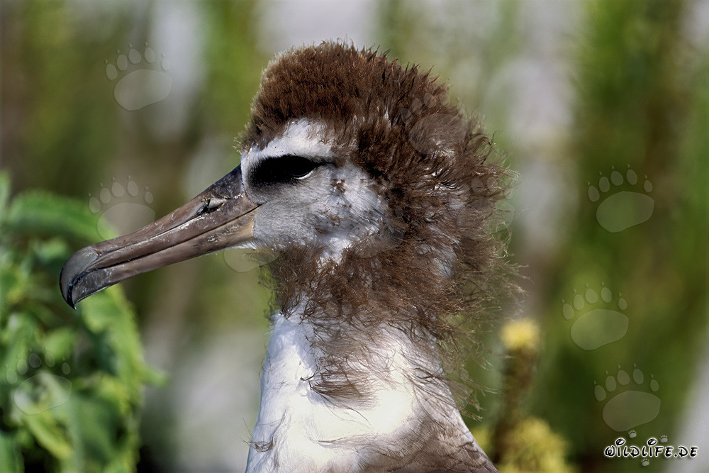 Jeune albatros de Laysan fascinant à Midway Atoll