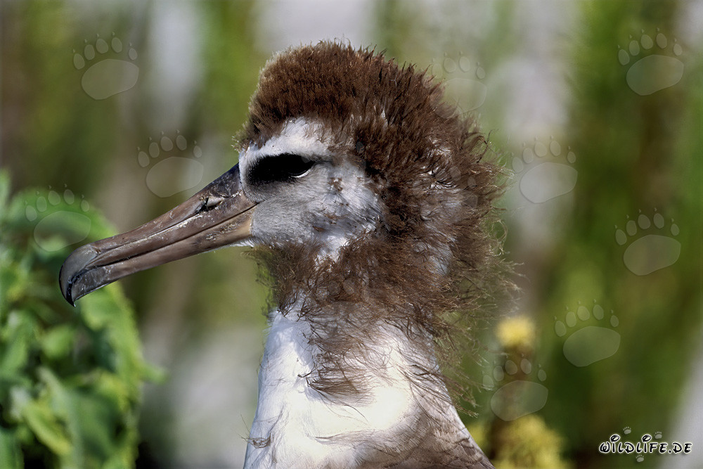 Fascinante joven albatros de Laysan en Midway Atoll