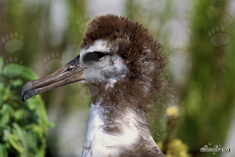 Fascinating young Laysan albatross on Midway Atoll