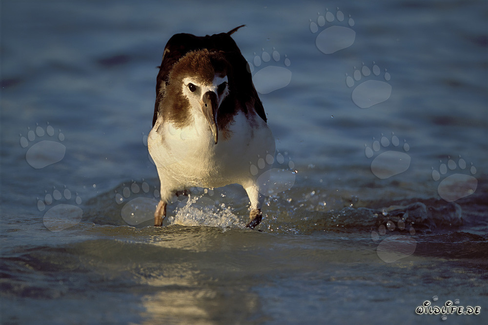 Fascinating young Laysan albatross on the sea