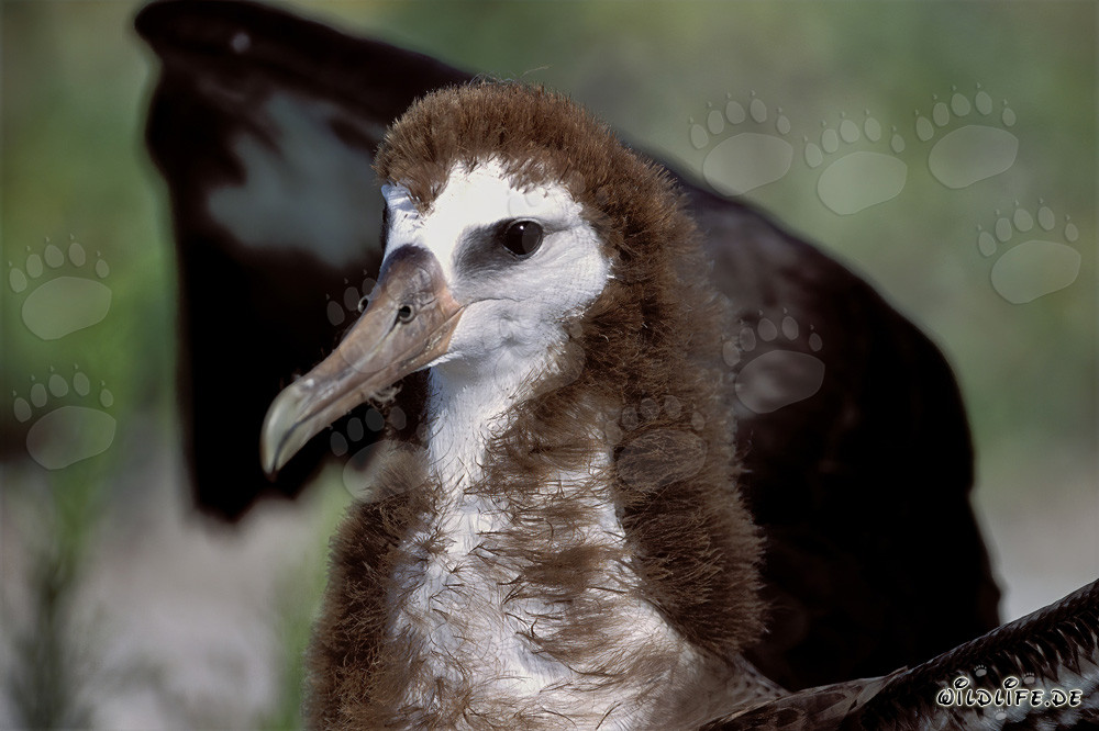 Affascinante giovane albatros di Laysan a Midway Atoll