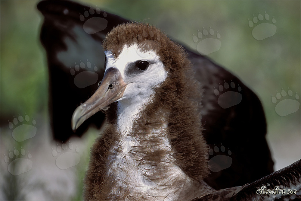 Jeune albatros de Laysan fascinant sur Midway Atoll