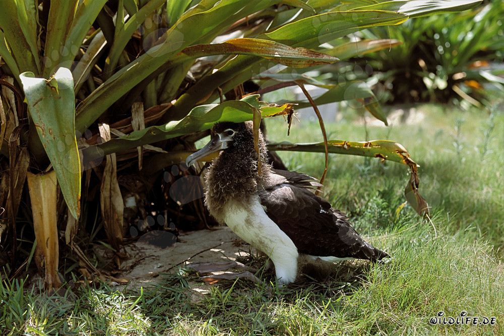 Fascinante joven albatros de Laysan en Midway Atoll